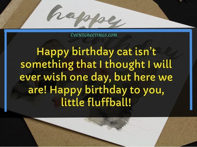 Birthday Cat