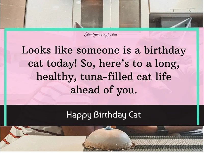 Birthday Cat