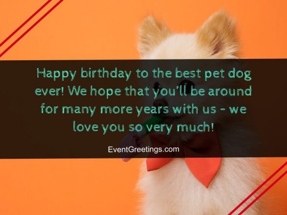 50 Best Happy Birthday Dog Wishes With Images Events Greetings