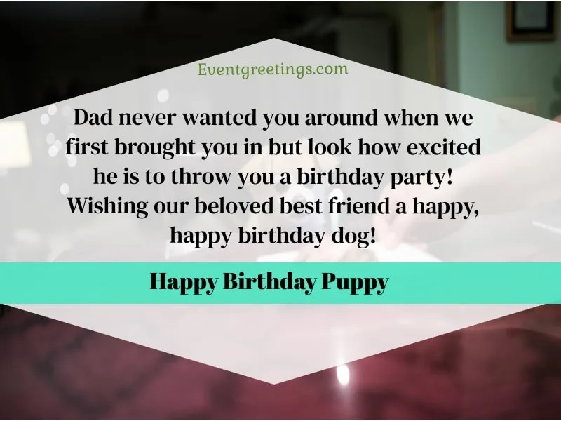 dog birthday wishes