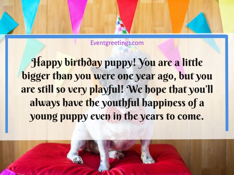 Happy Birthday Dog Images