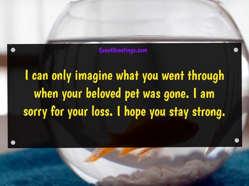 Pet Loss Sympathy Messages